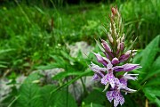 24 Orchidea